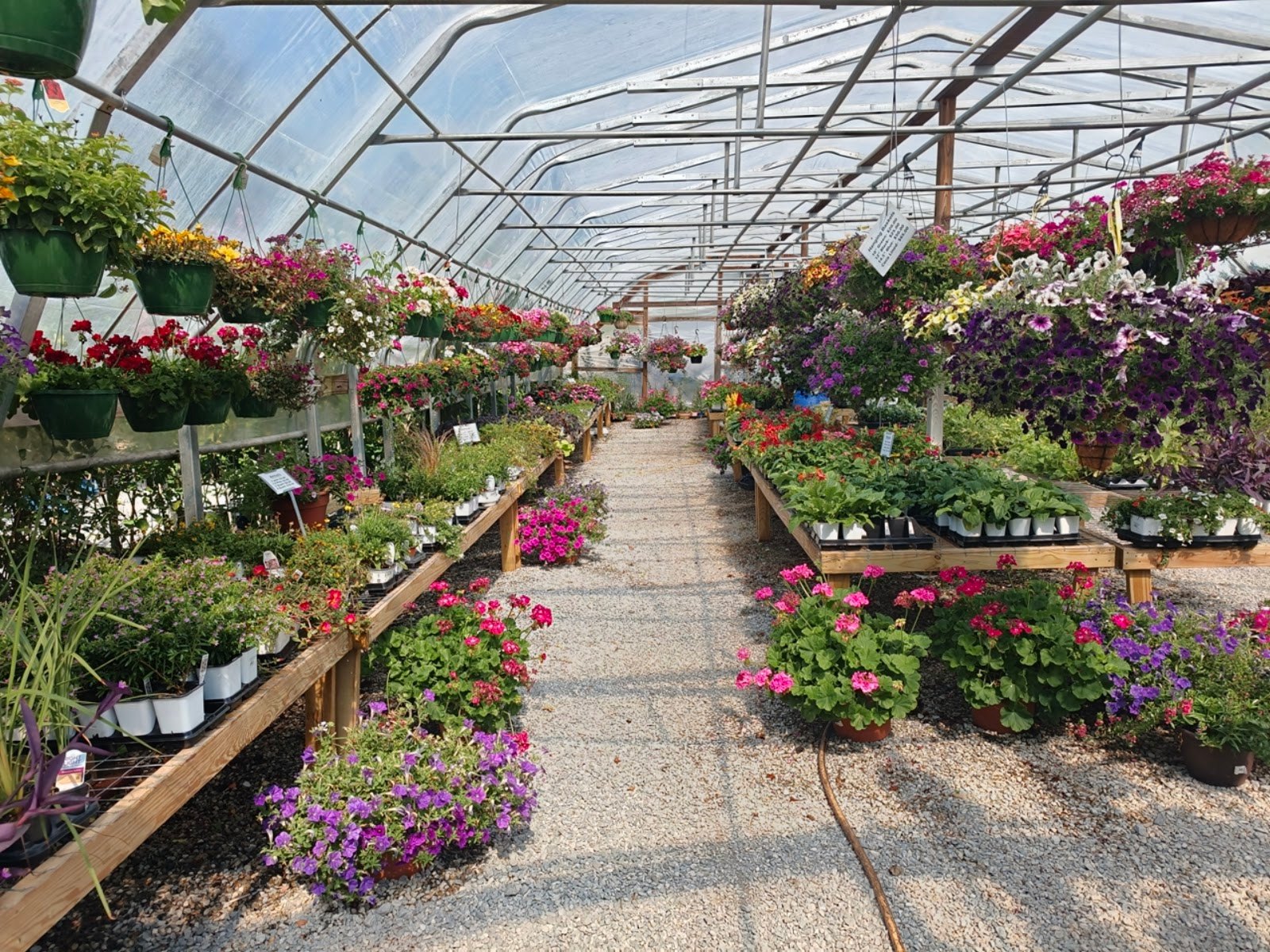 Hanging basket aisle at Livingston Garden Center