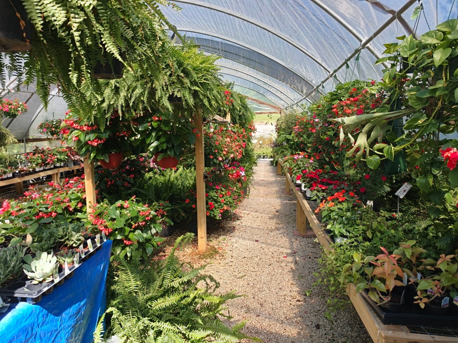 Greenhouse aisle with ferns and hanging baskets