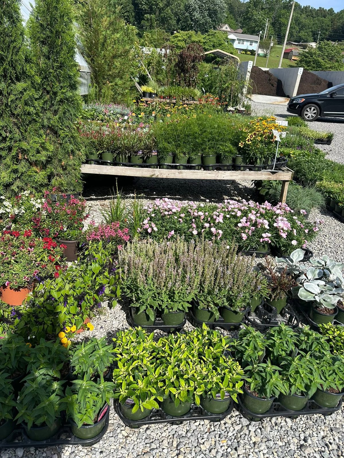 Perennial benches and flats across the nursery yard