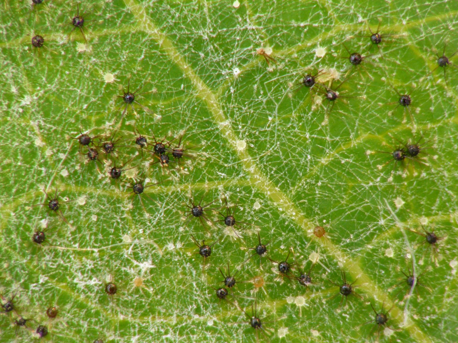 Anthracnose