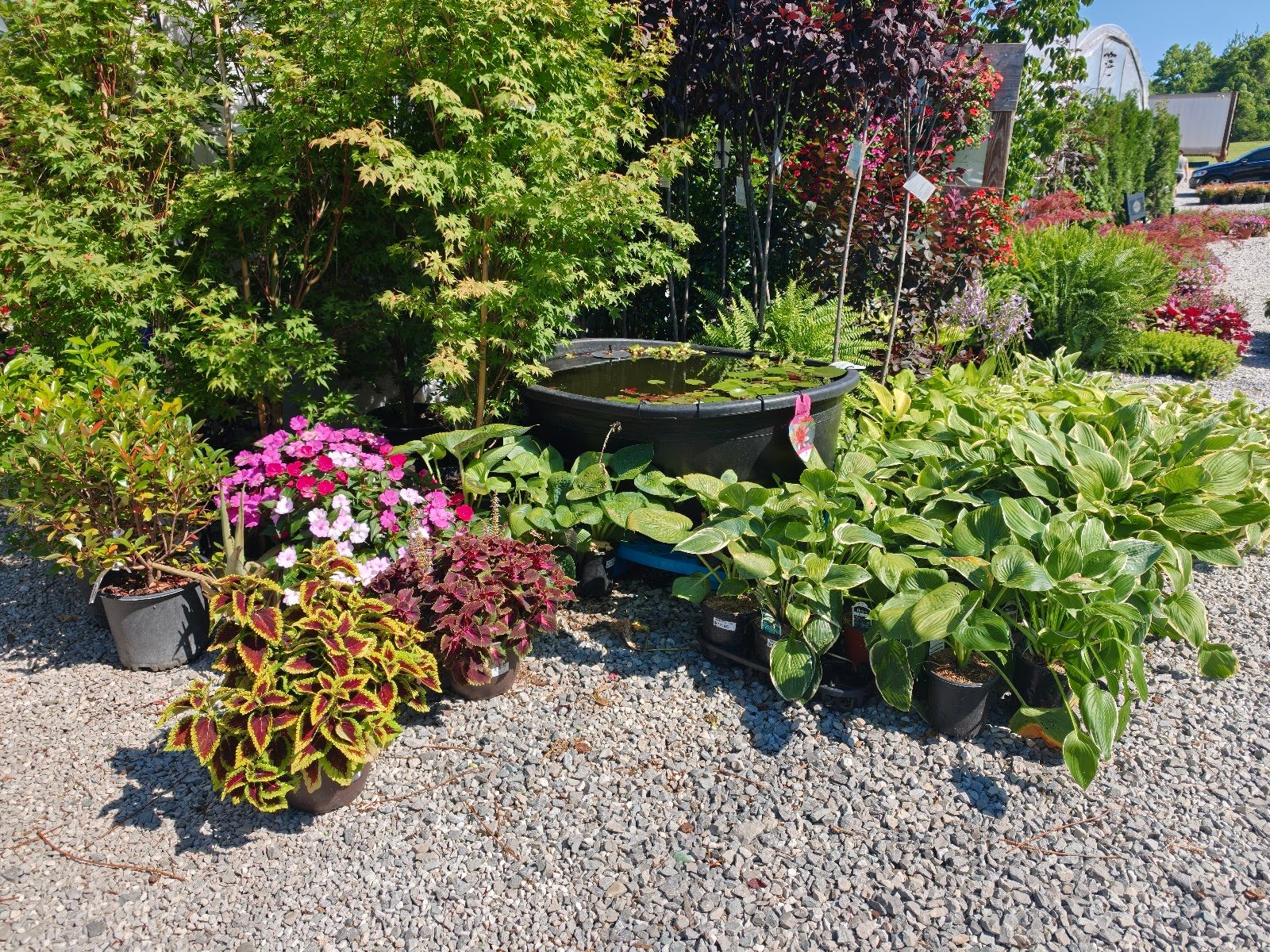 Livingston Garden Center greenhouse 12