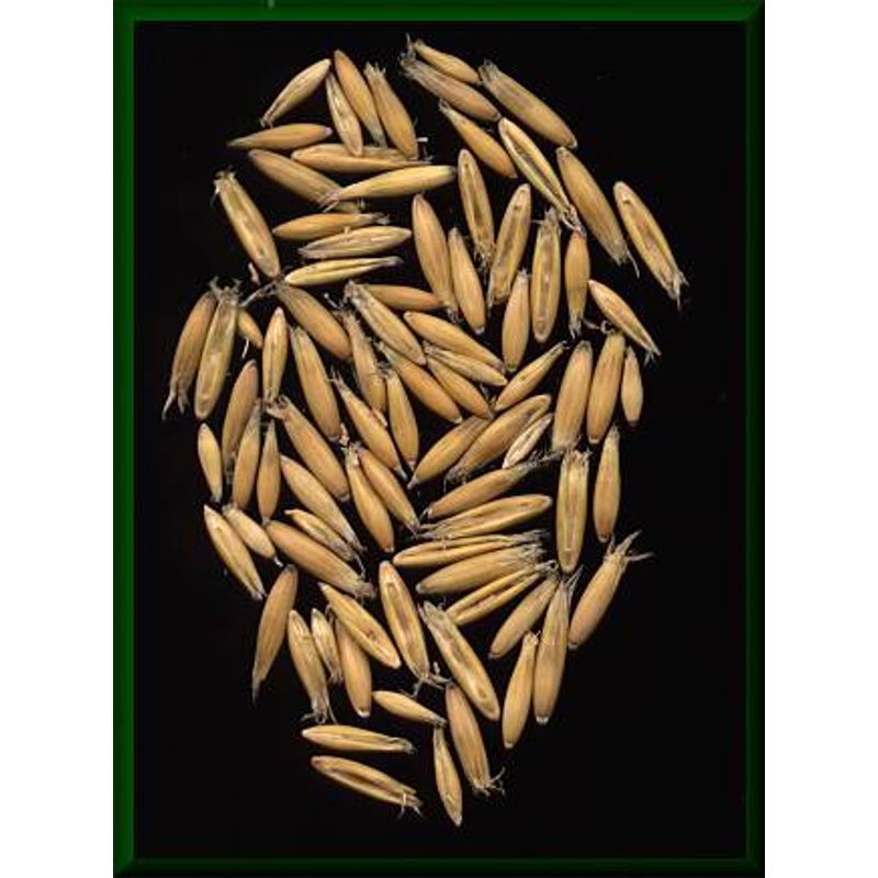 Whole Oats