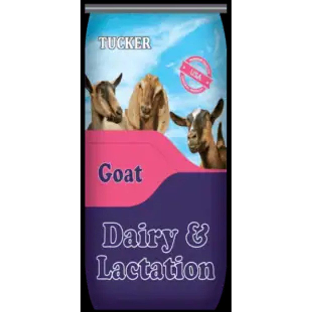 Dairy Goat