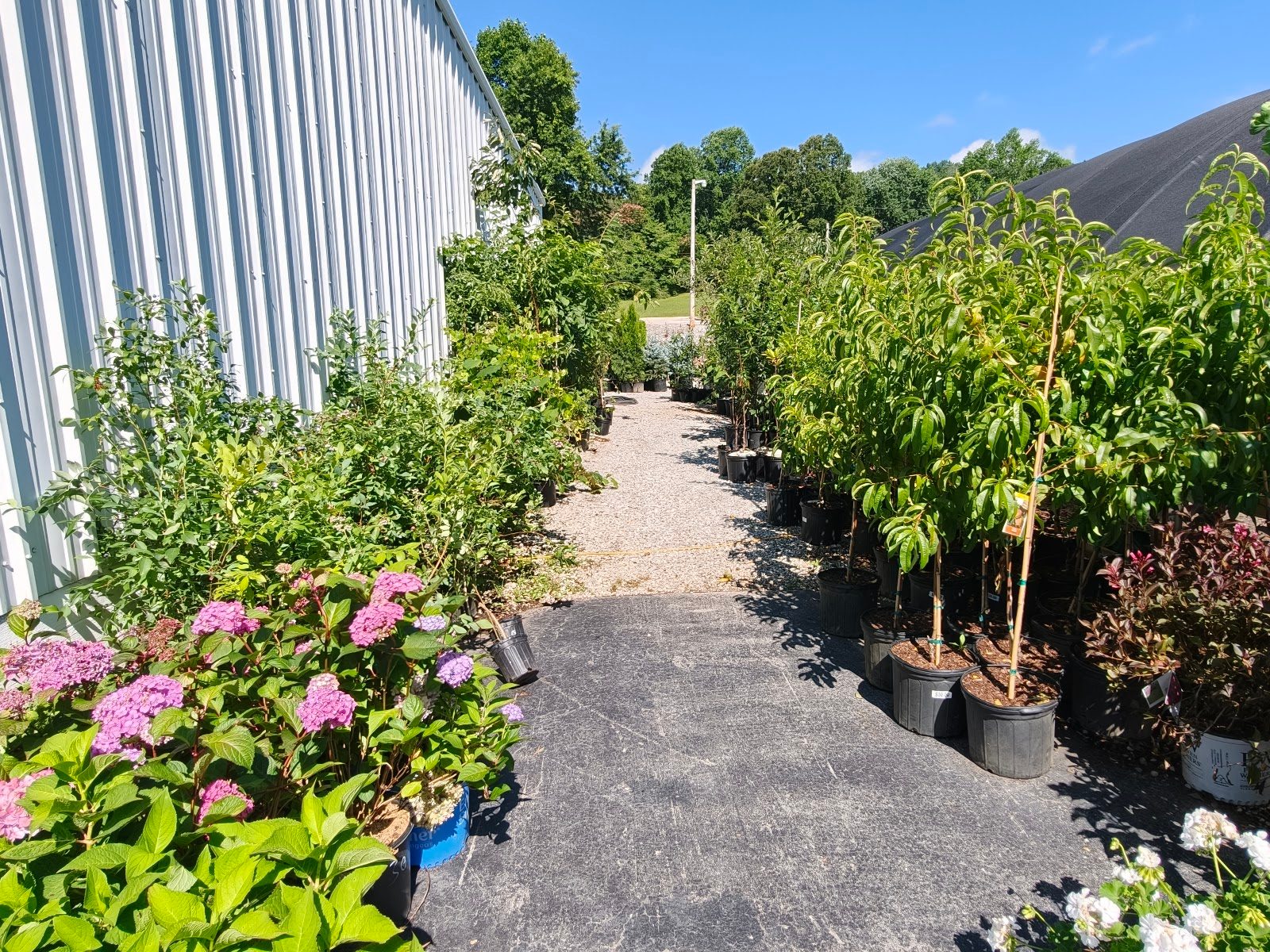 Livingston Garden Center greenhouse 8
