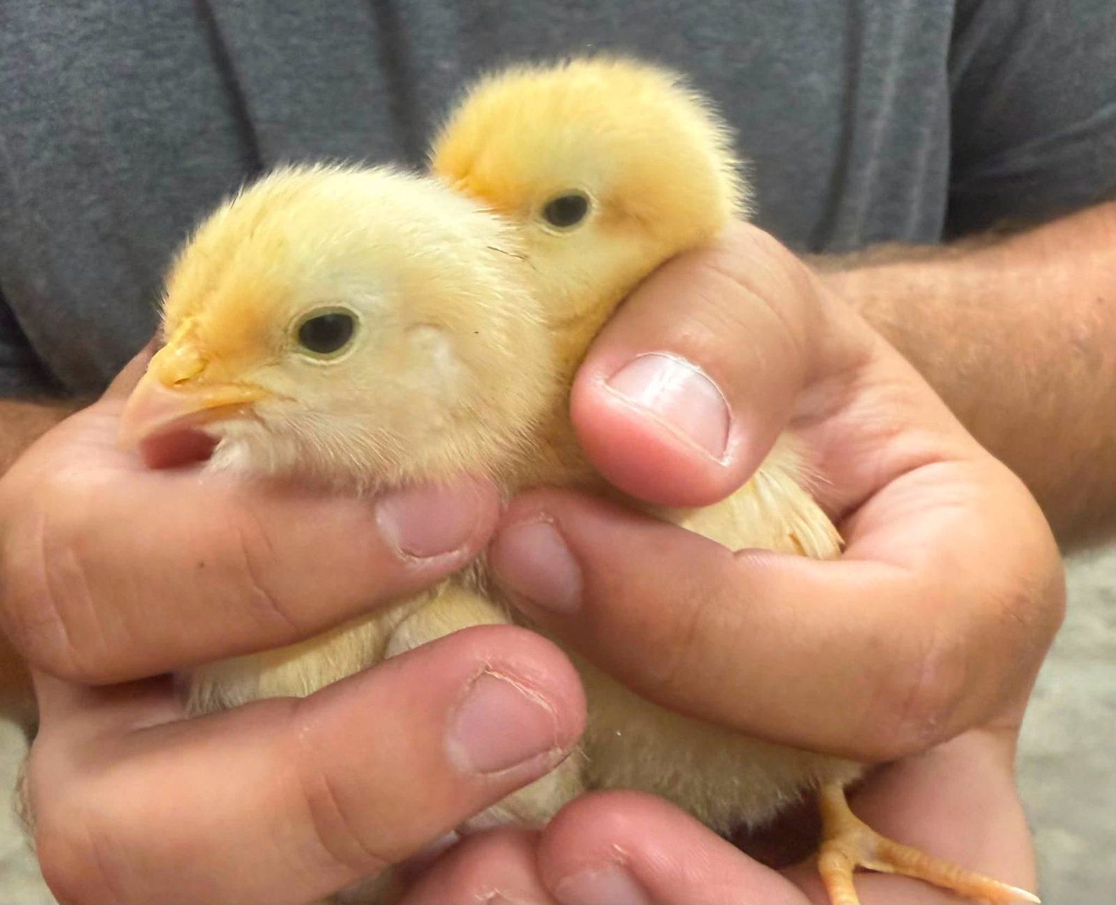 Two day-old chicks cupped in hands at the store