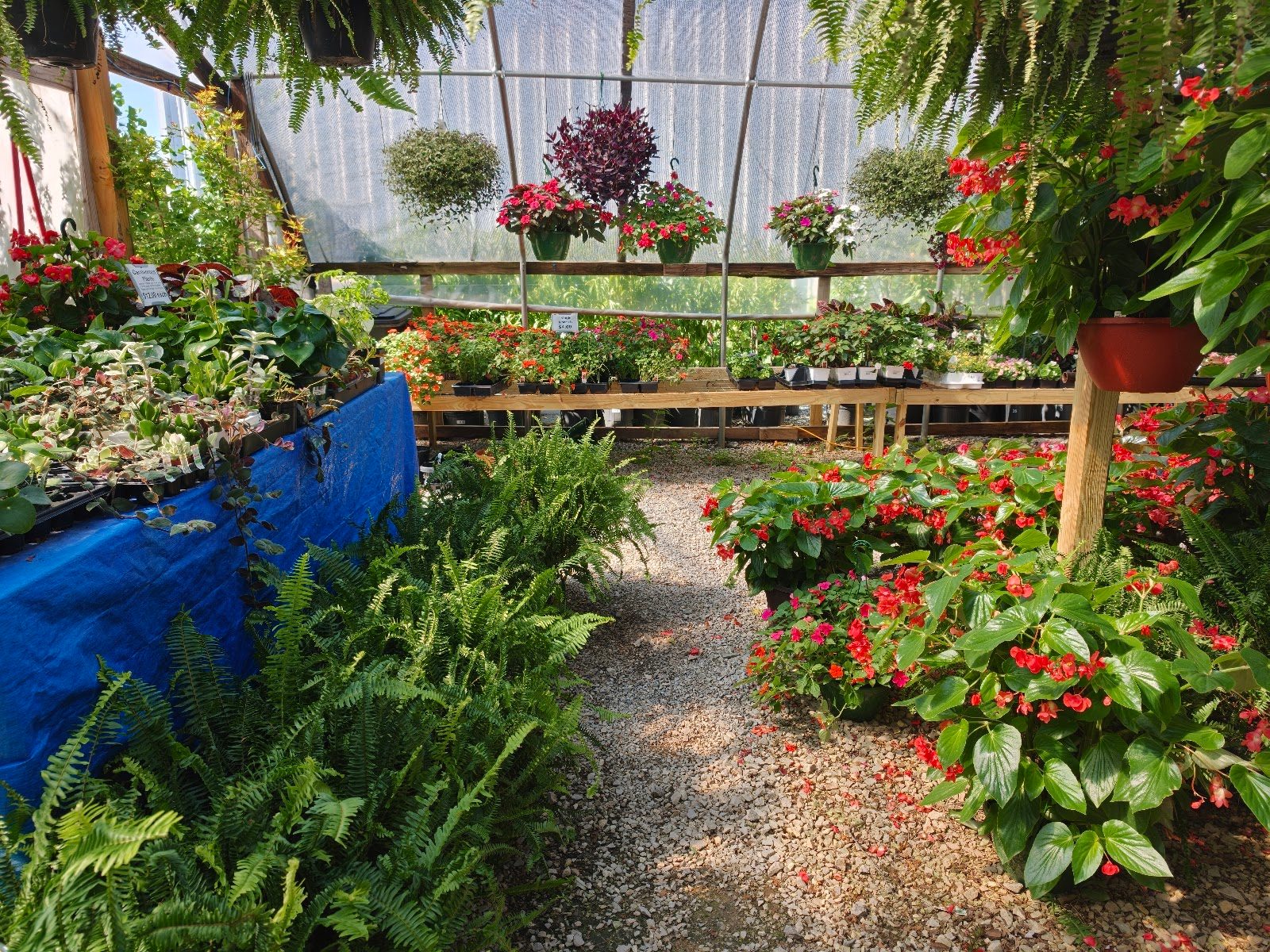 Livingston Garden Center greenhouse 15