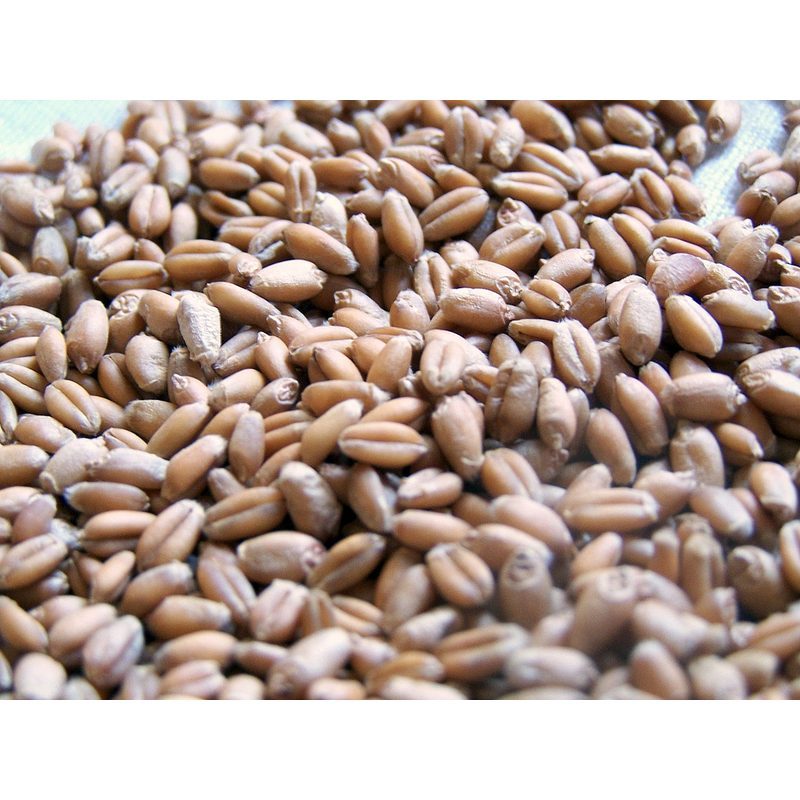 Feed Wheat