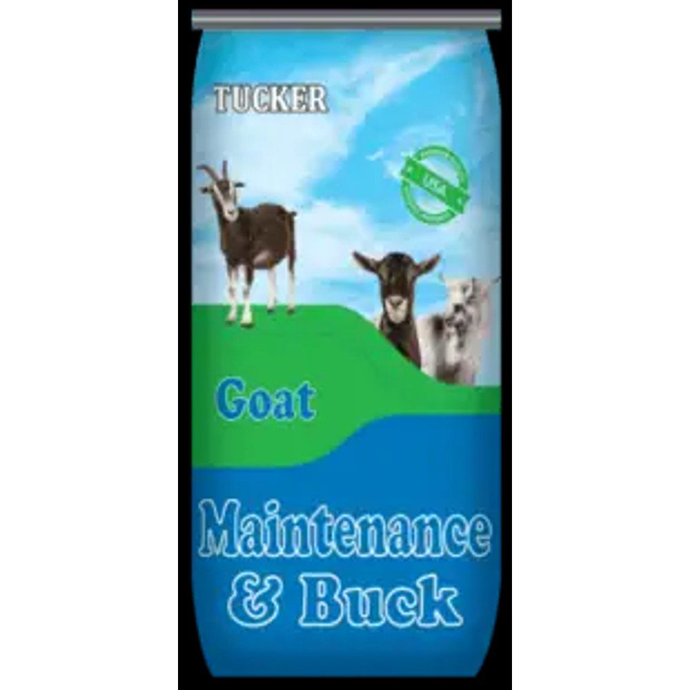 Goat Maintenance & Buck