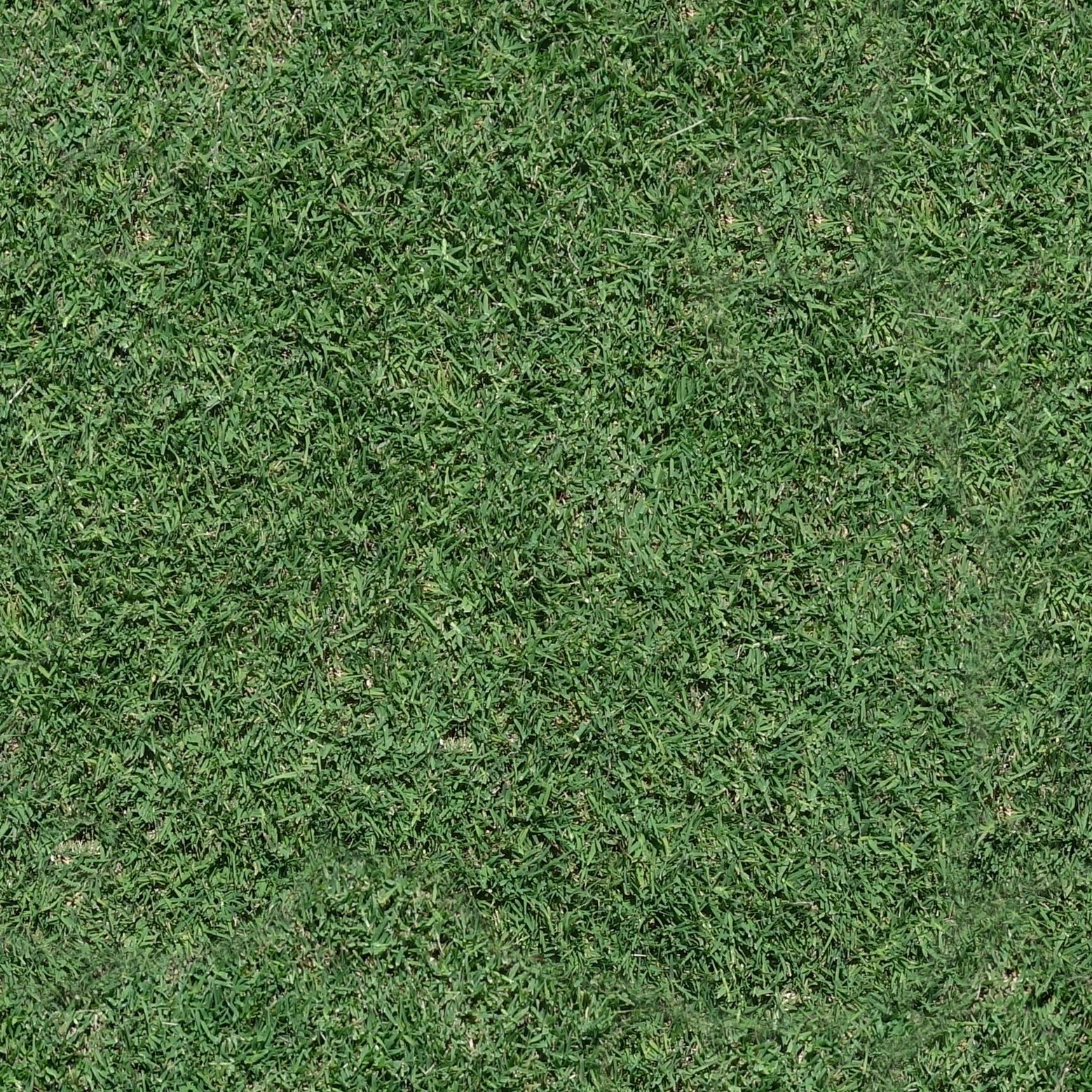 Bermuda Grass