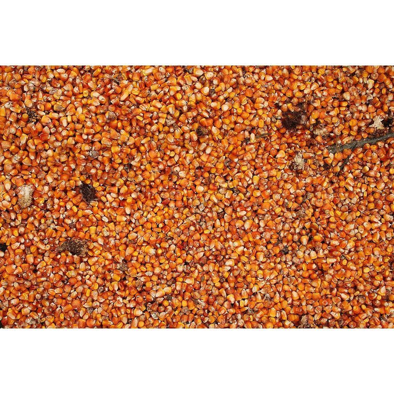 Whole Corn