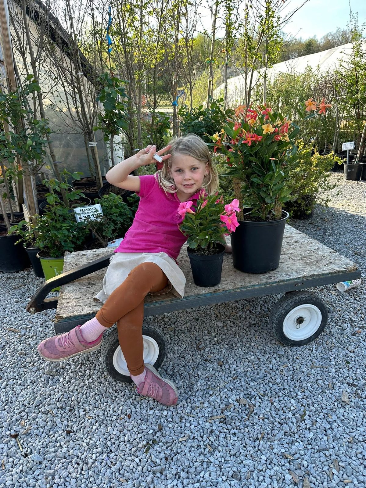 A young helper on the nursery cart with the mandevillas