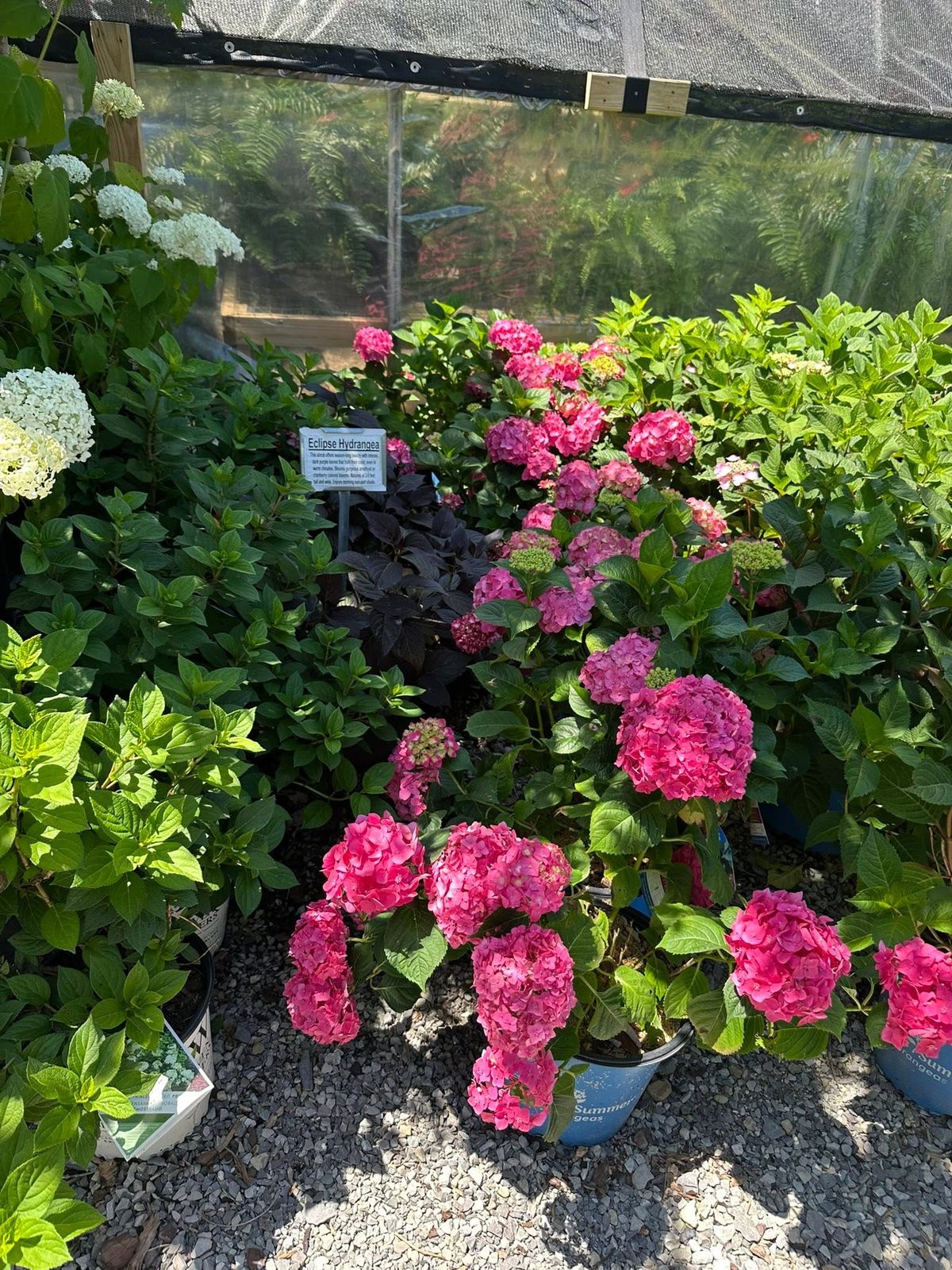 Eclipse and Summer Crush hydrangeas blooming in the shade house