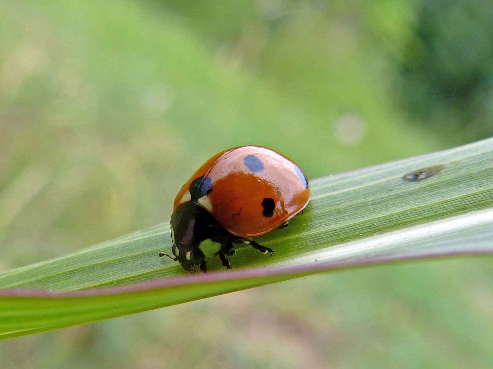 Aphids