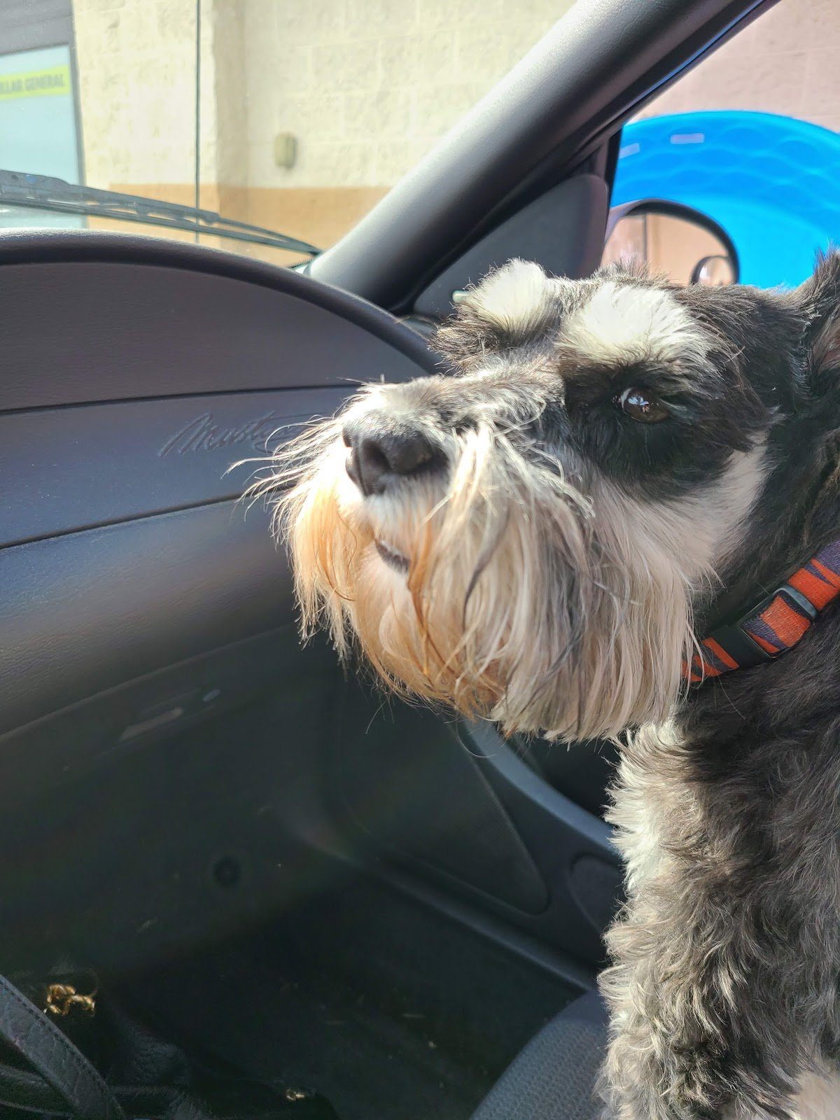 A customer's schnauzer, a regular at The Pampered Pooch