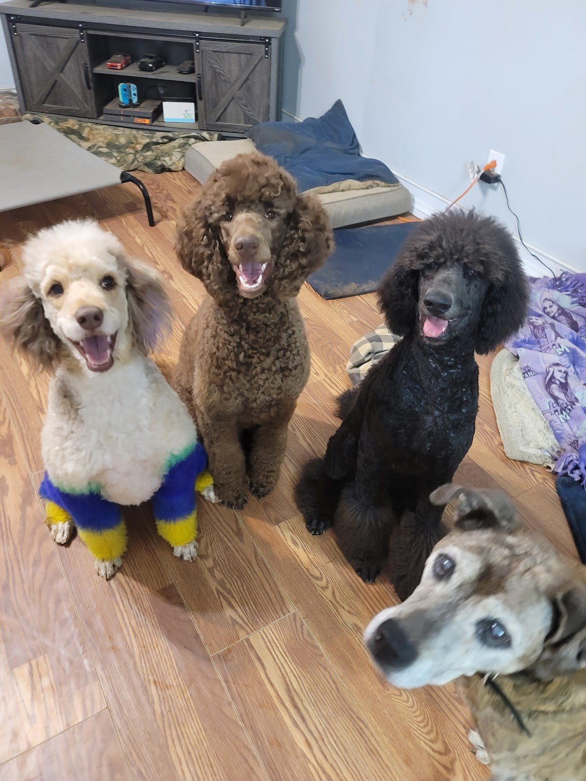 Four dogs freshly groomed at The Pampered Pooch
