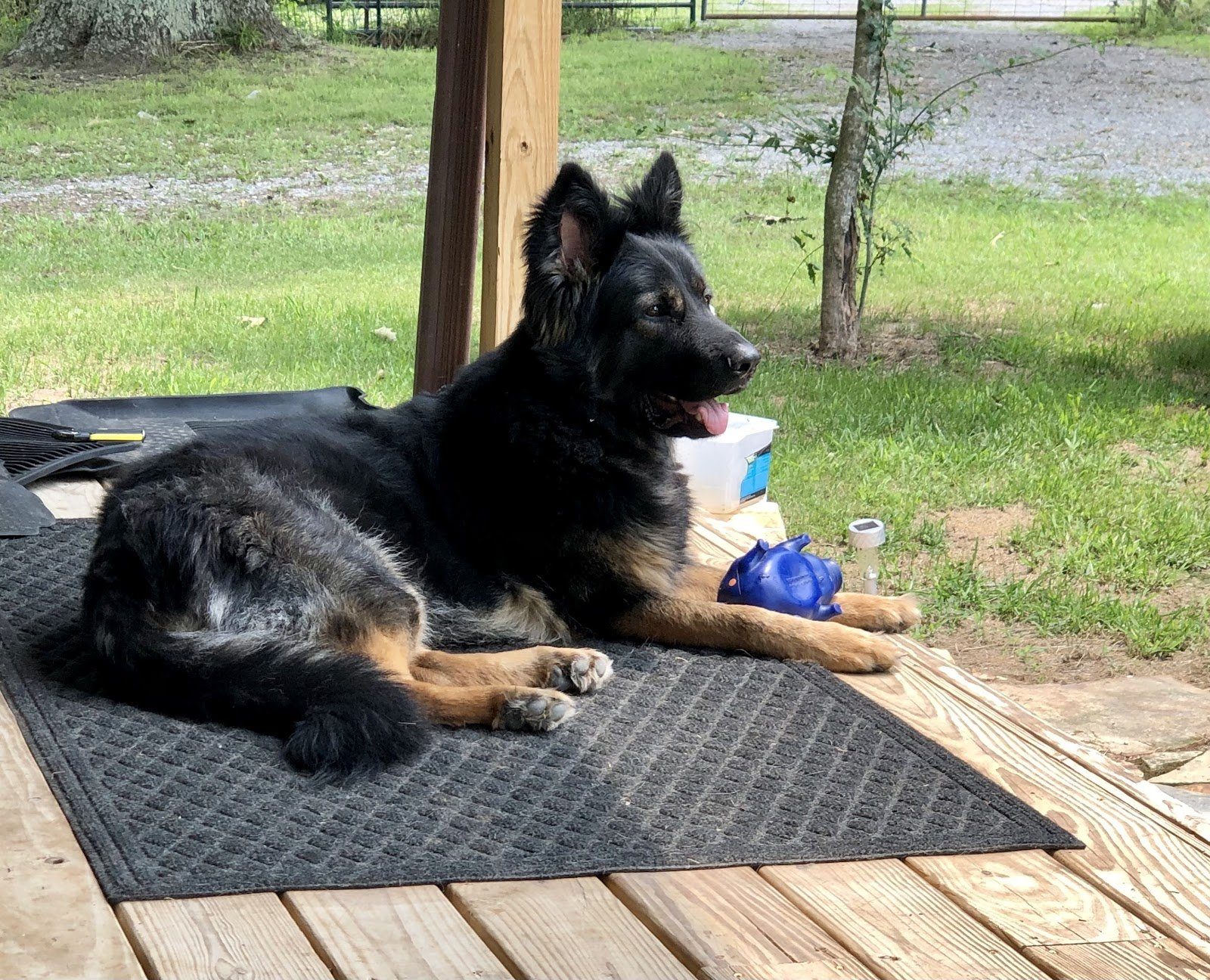 A customer's German shepherd, a regular at The Pampered Pooch