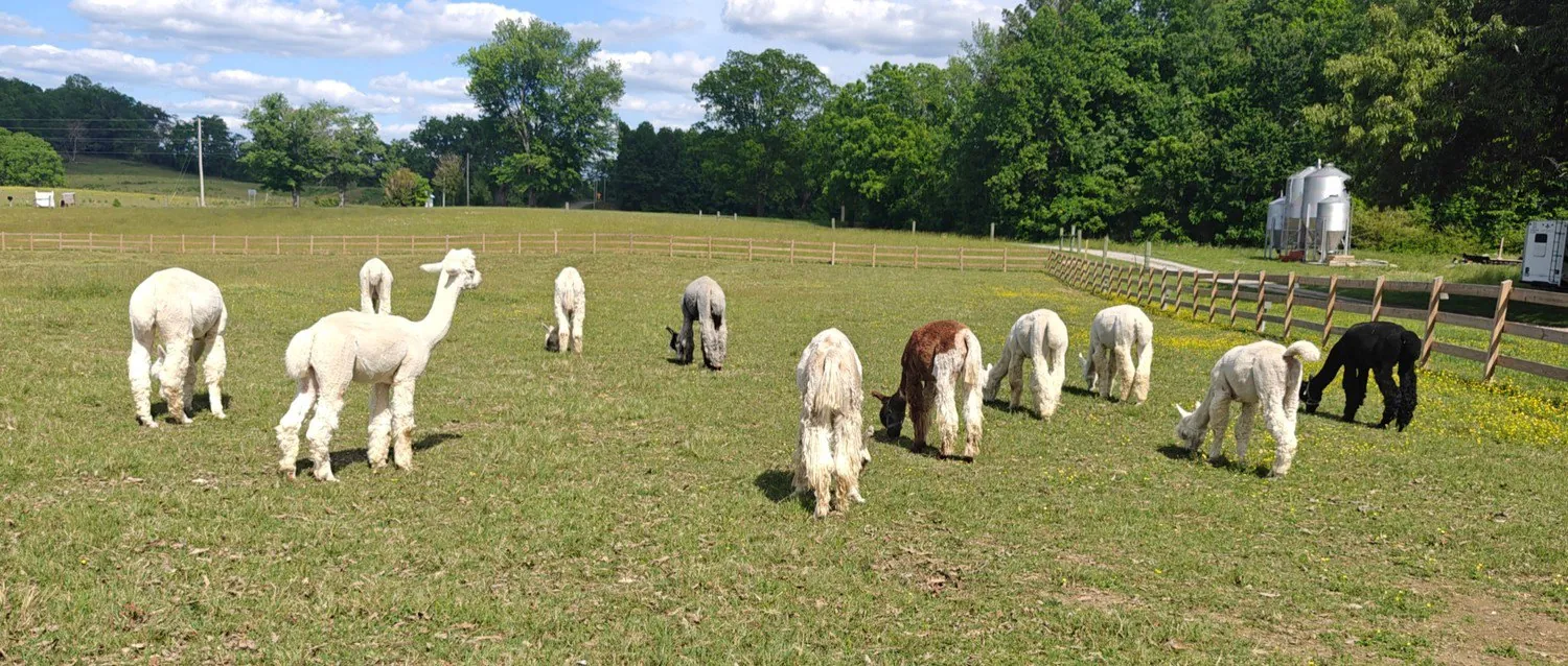 Alpacas grazing in a Tapestry Acres meadow
